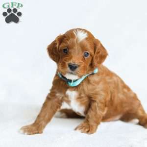 Monty F1b, Cavapoo Puppy